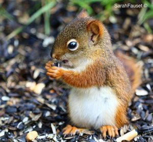 baby red squirrel