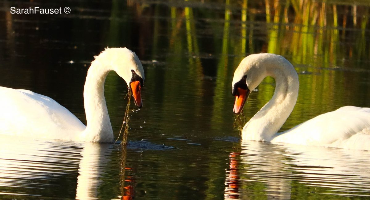 Swans