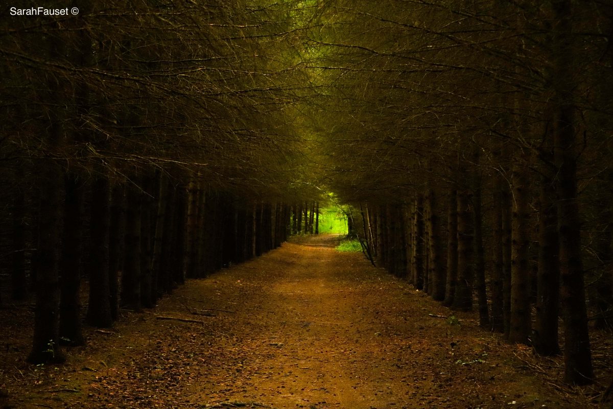 Tree tunnel