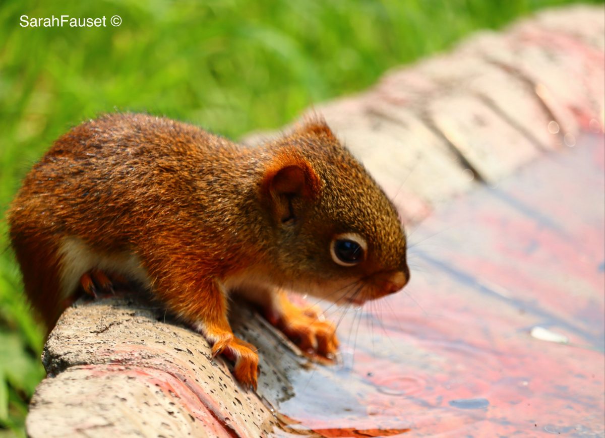 Baby red squirrel having a drink