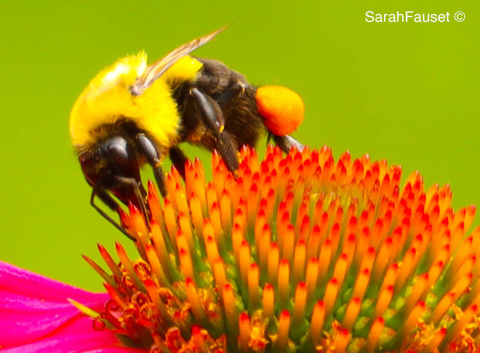 Bumblebee on conehead flower