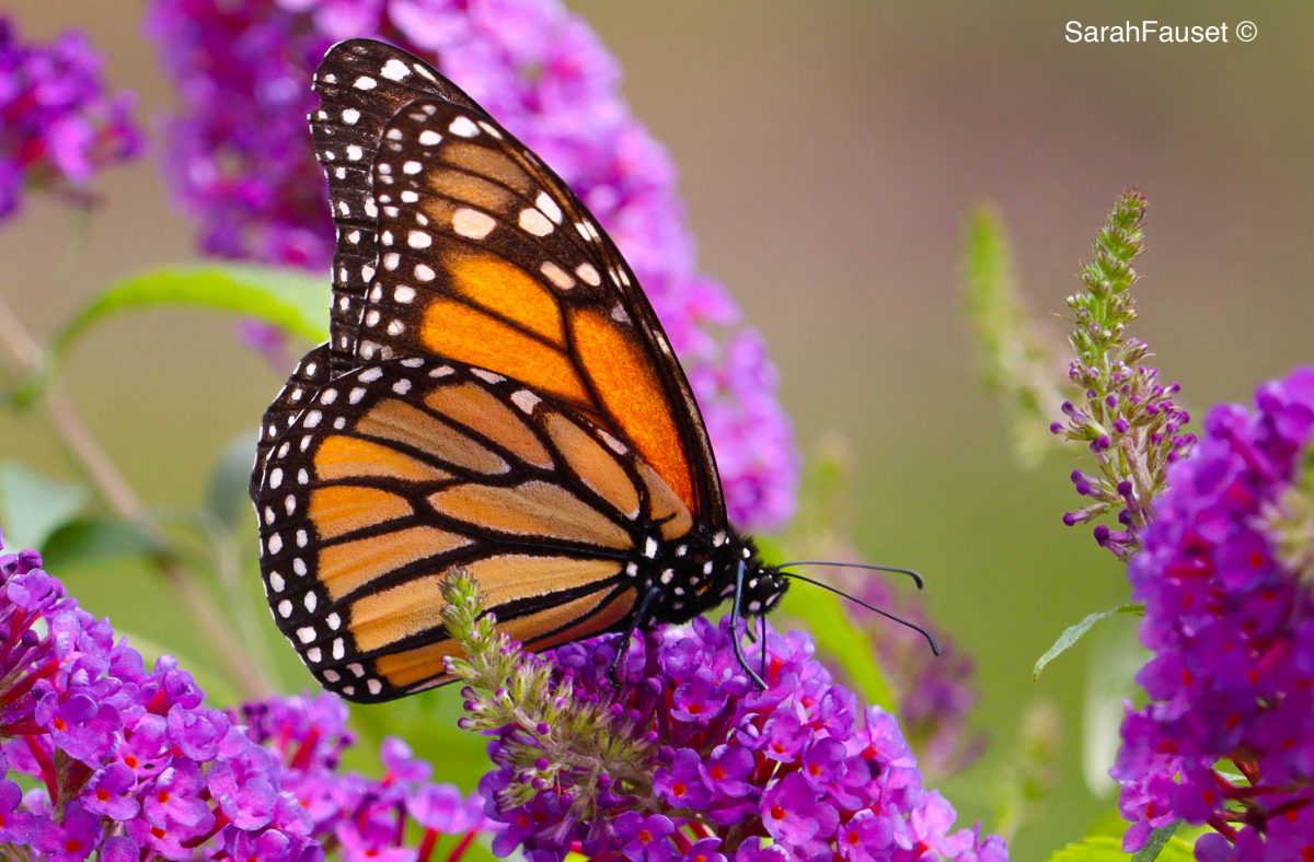 Monarch butterfly on butterfly bush