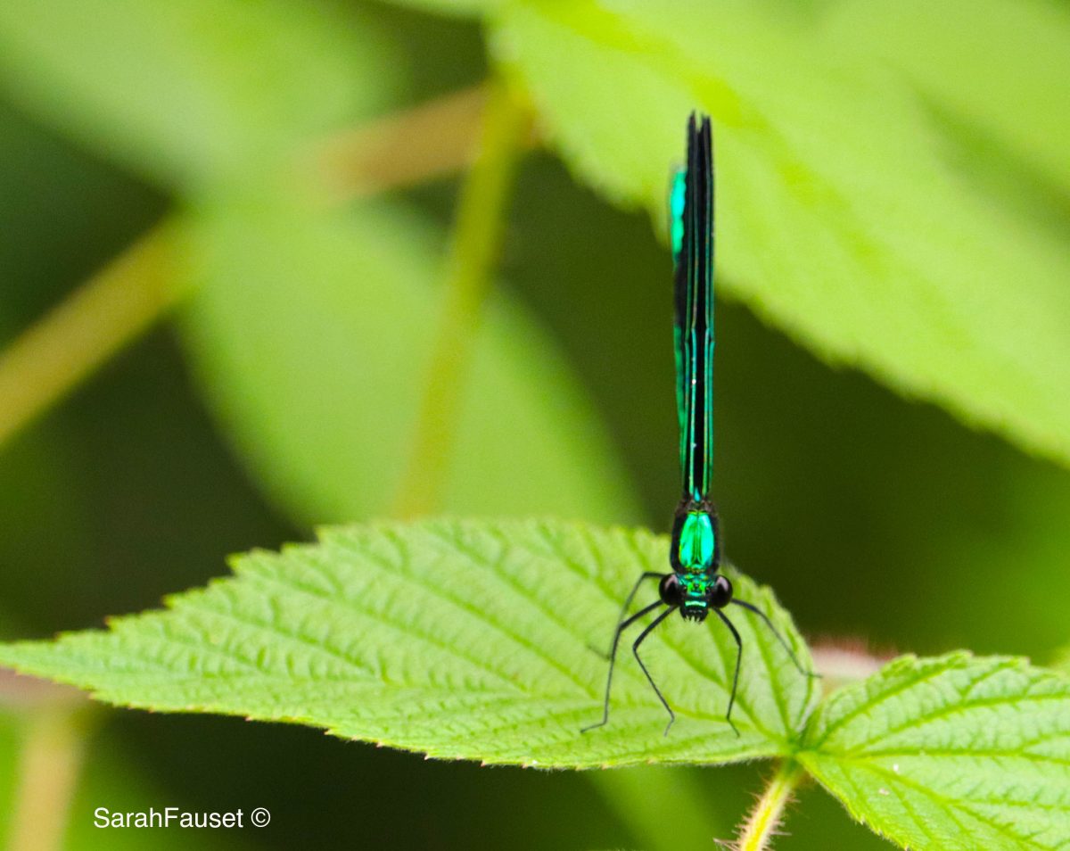 Ebony Jewelwing