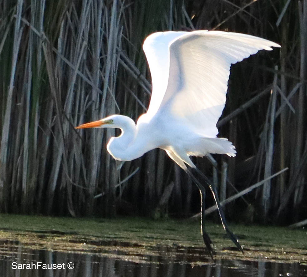 Egret