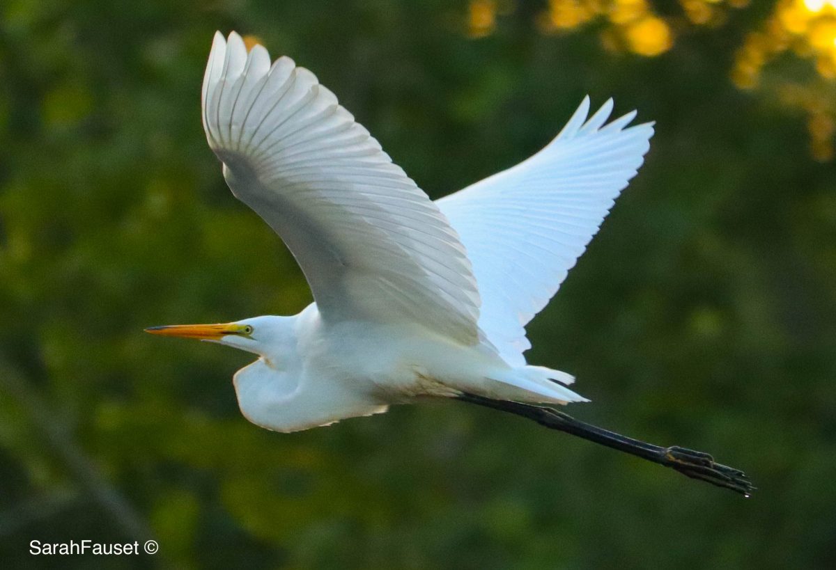 Egret