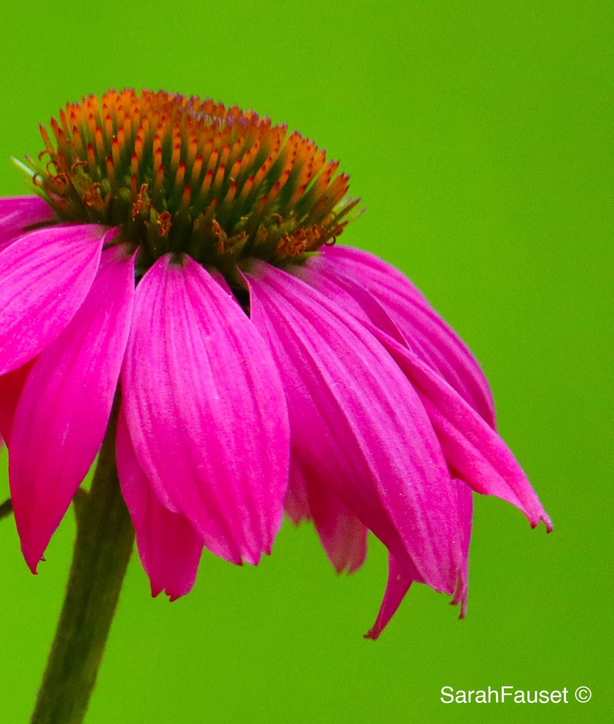 conehead flower