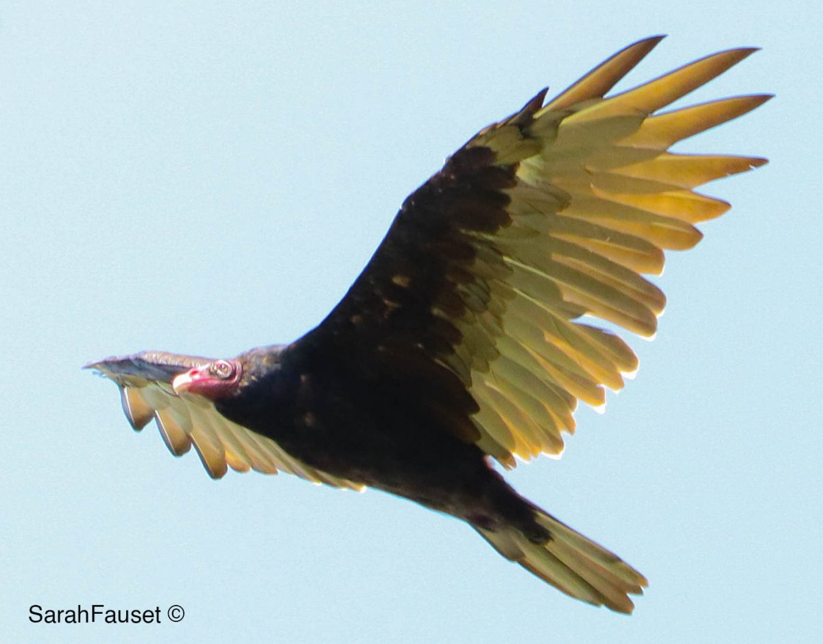 Turkey vulture