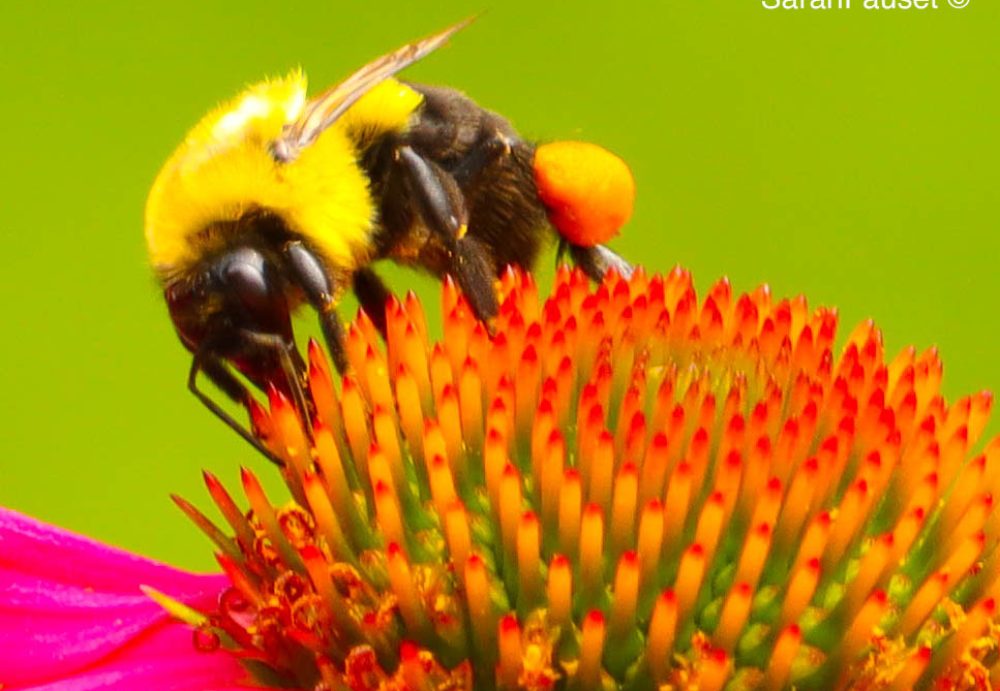 Sarah Fauset – Photography